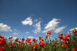 Champ de coquelicots