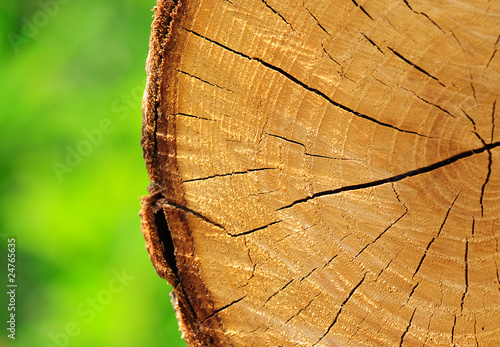 Photo: forest forest