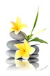 Yellow flowers on stacked stones