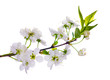white cherry blooming close-up white cherry blooming close-up