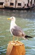 Seagull