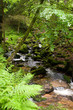 Wildbach