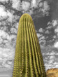 Saguaro Cactus