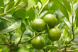 little green oranges on tree