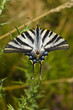 Iphiclides feisthamelii