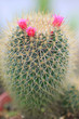 cactus and flower