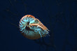 Nautilus pompilius