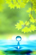 新緑と水滴