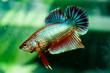 Betta.