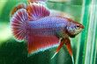 Betta.