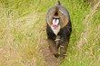 Mandrill (Mandrillus sphinx), primate with colorful face