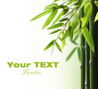 Bamboo