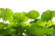 Green lotus leaf