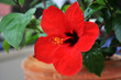 Hibiskus