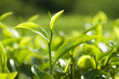Tea Leaves