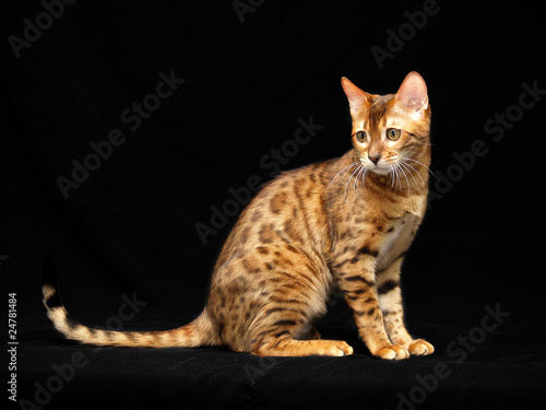 Photo: Bengalkatze 2 Bengalkatze 2