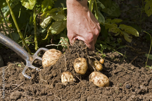 Digging potatoes Digging potatoes