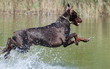 splash