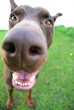 Funny dog