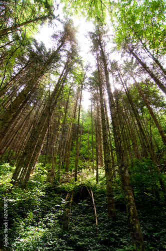 Foto: Mischwald Mischwald