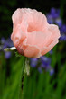 Foto: Mohn nach Aufbruch Mohn nach Aufbruch