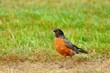 American robin looking for food