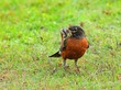 Hearty breakfast for the American Robin