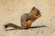 Douglas squirrel snacking