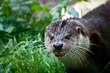 Photo: Otter Otter
