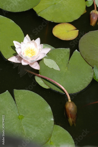Photo: Lotus flower , water lily Lotus flower , water lily