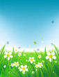 Green field with butterflies, summer background Green field with butterflies, summer background