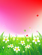 Sunset on green field, summer background Sunset on green field, summer background