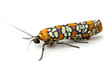 Webworm Moth Webworm Moth