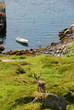 Deer looking at sea in Mageroya island