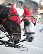 Foto: Pferde, Kutsche, Wien Pferde, Kutsche, Wien