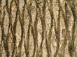 Palmtree cortex