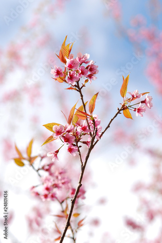 Foto: sakura , cherry blossom in Thailand sakura , cherry blossom in Thailand