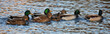 A Group of Mallard Ducks