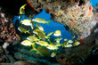 French Grunts under a Reef Ledge