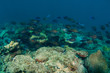 School Surgeonfish, Doctorfish and Blue Tangs