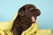 Labrador retriever puppy