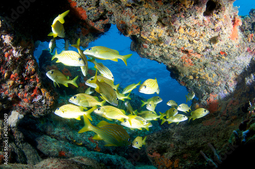Photo: French Grunts under a Reef Ledge French Grunts under a Reef Ledge