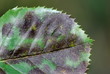 Sternrußtau (Diplocarpon rosae)