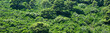 Panoramique vert