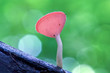 A pink cup mushroom.