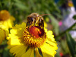 Bee on the flower