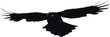 Bird flying