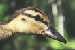 Young duck - closeup. Konnevesi, Finland