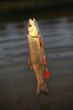 Photo: goldfish goldfish