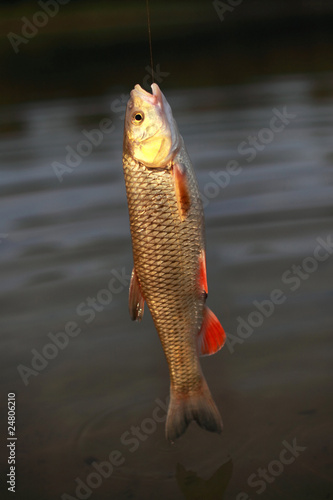 Photo: goldfish goldfish